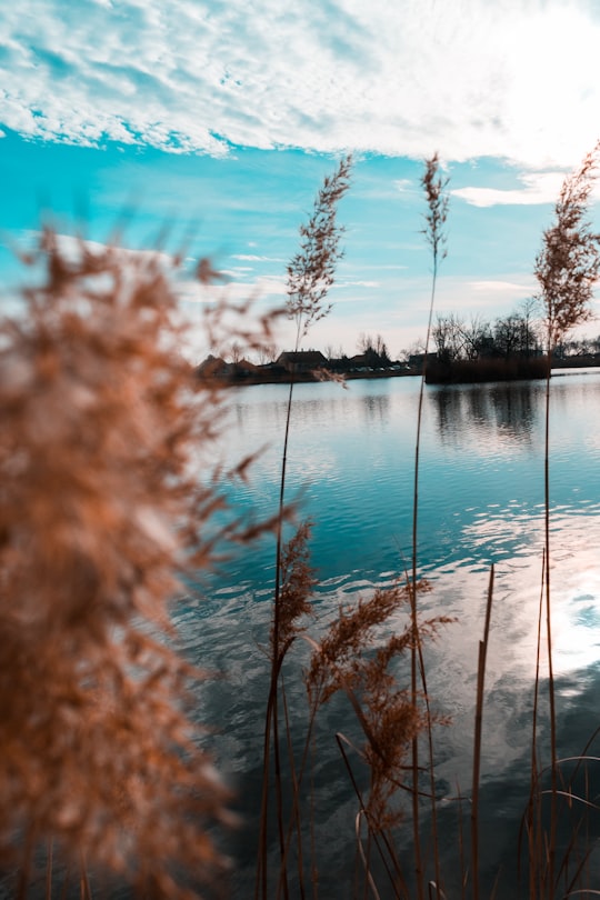 body of water near trees during daytime in Mosonmagyaróvár Hungary