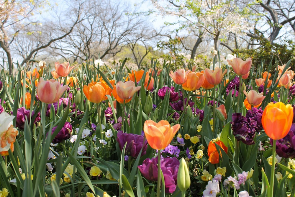 pink and yellow tulips field