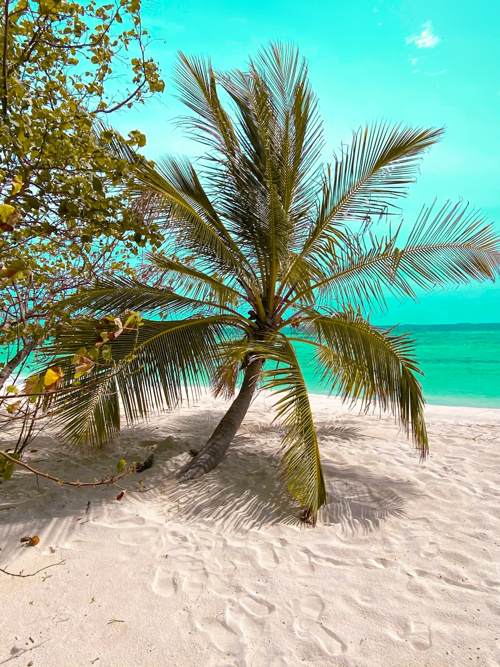 green palm tree on white sand beach during daytime