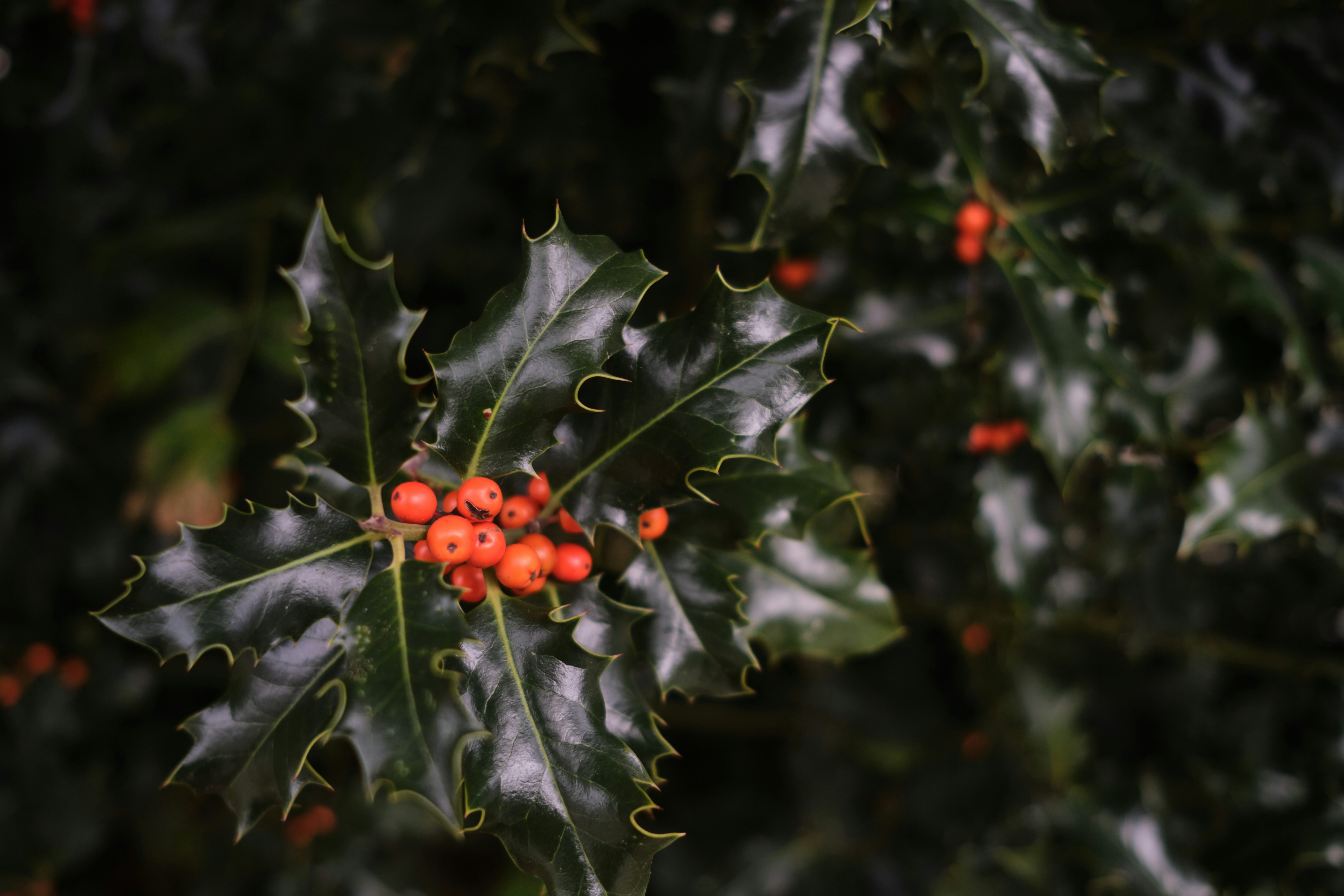 red round fruits on green leaves