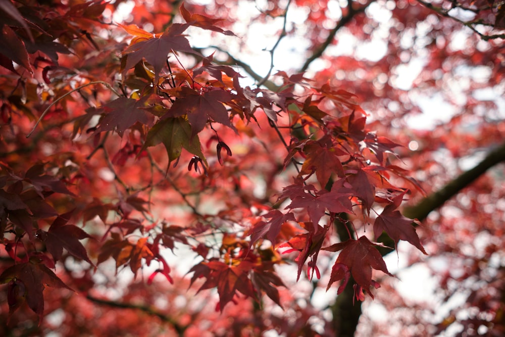 red and green leaves during daytime