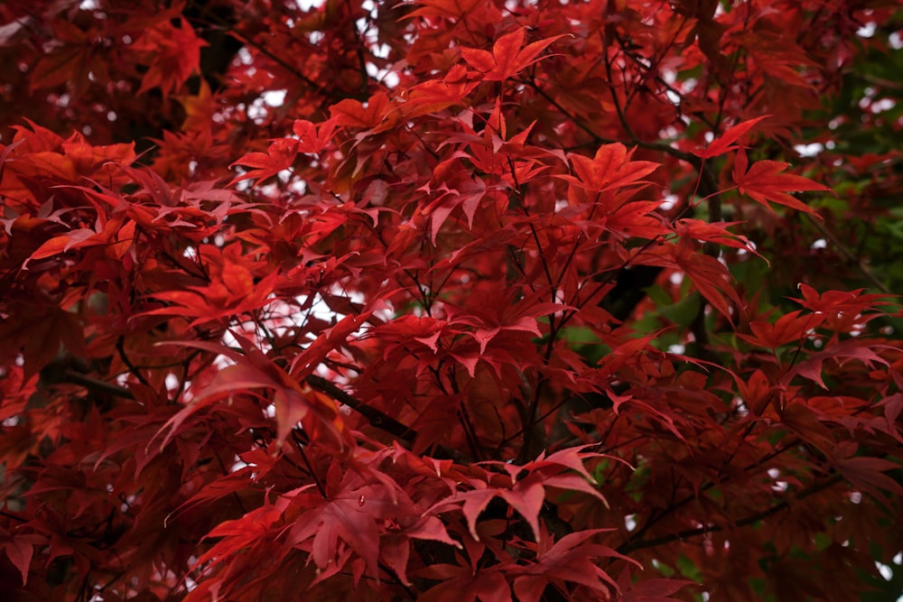 red leaves tree during daytime