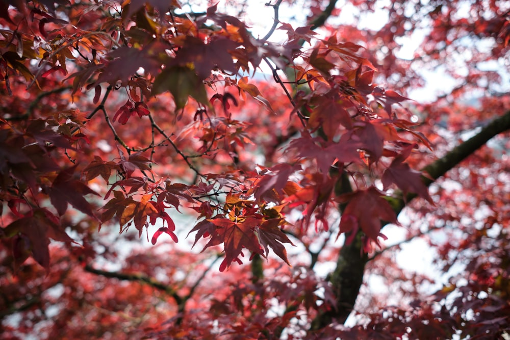 red and green leaves tree