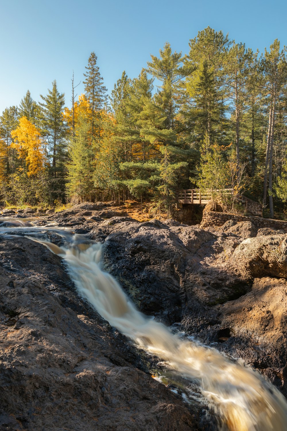 river in the middle of forest during daytime