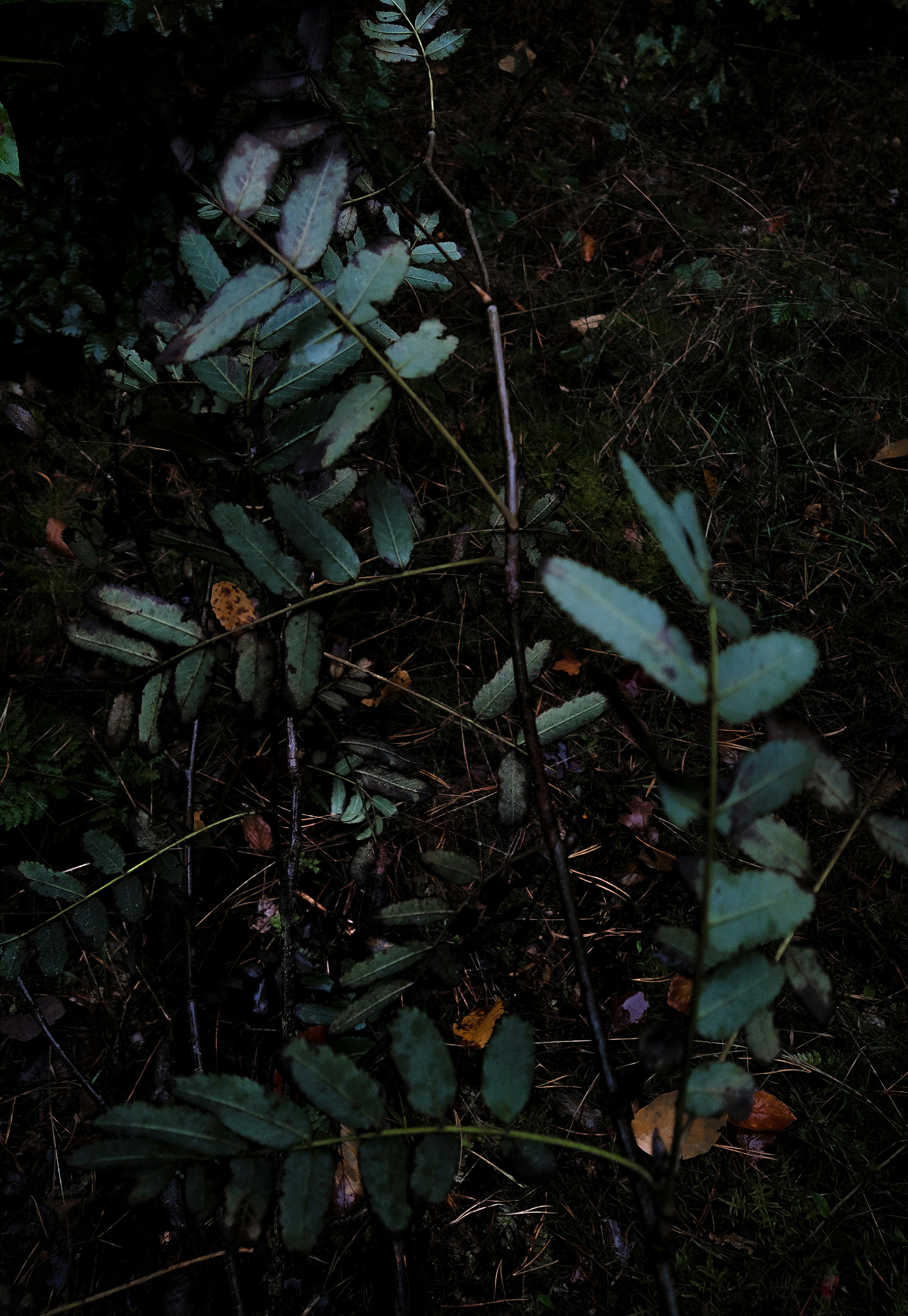 Freshly harvested black truffles on dark earth with autumn leaves, moody woodland atmosphere
