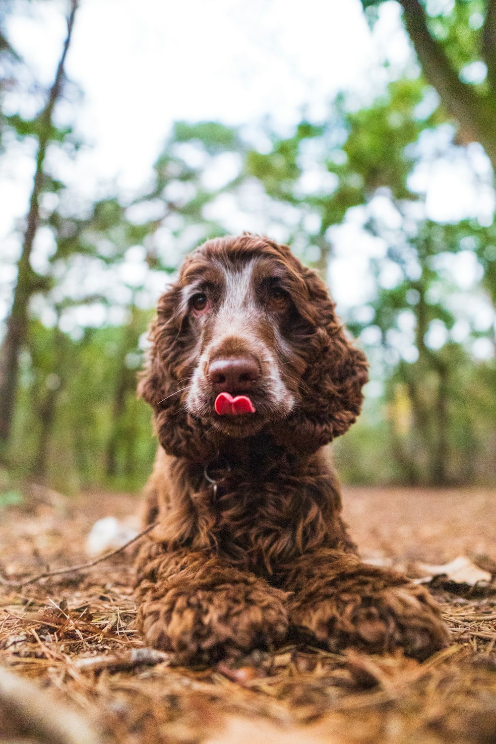 brown short coated dog sitting on brown sand during daytime