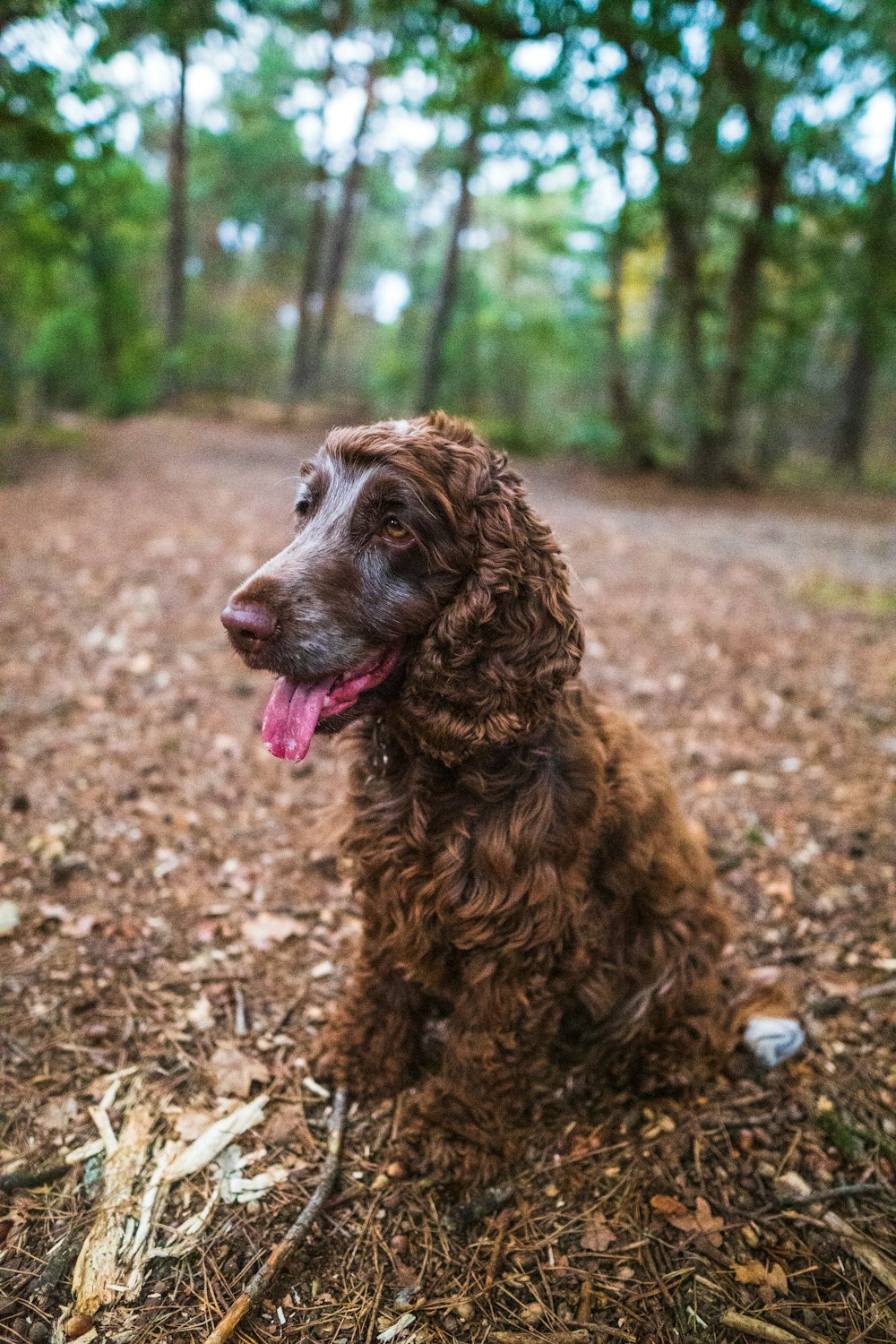 brown long coated dog on brown ground during daytime