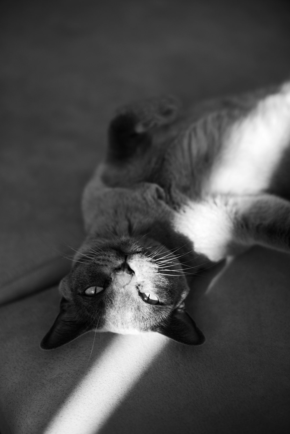 grayscale photo of cat lying on floor