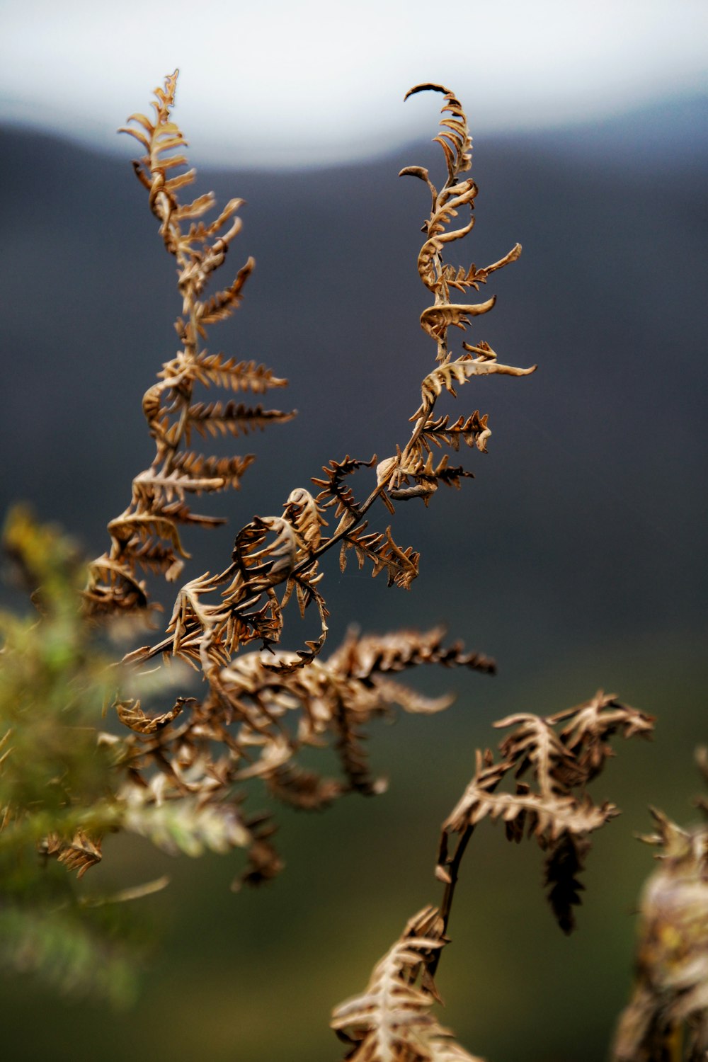 brown plant in tilt shift lens