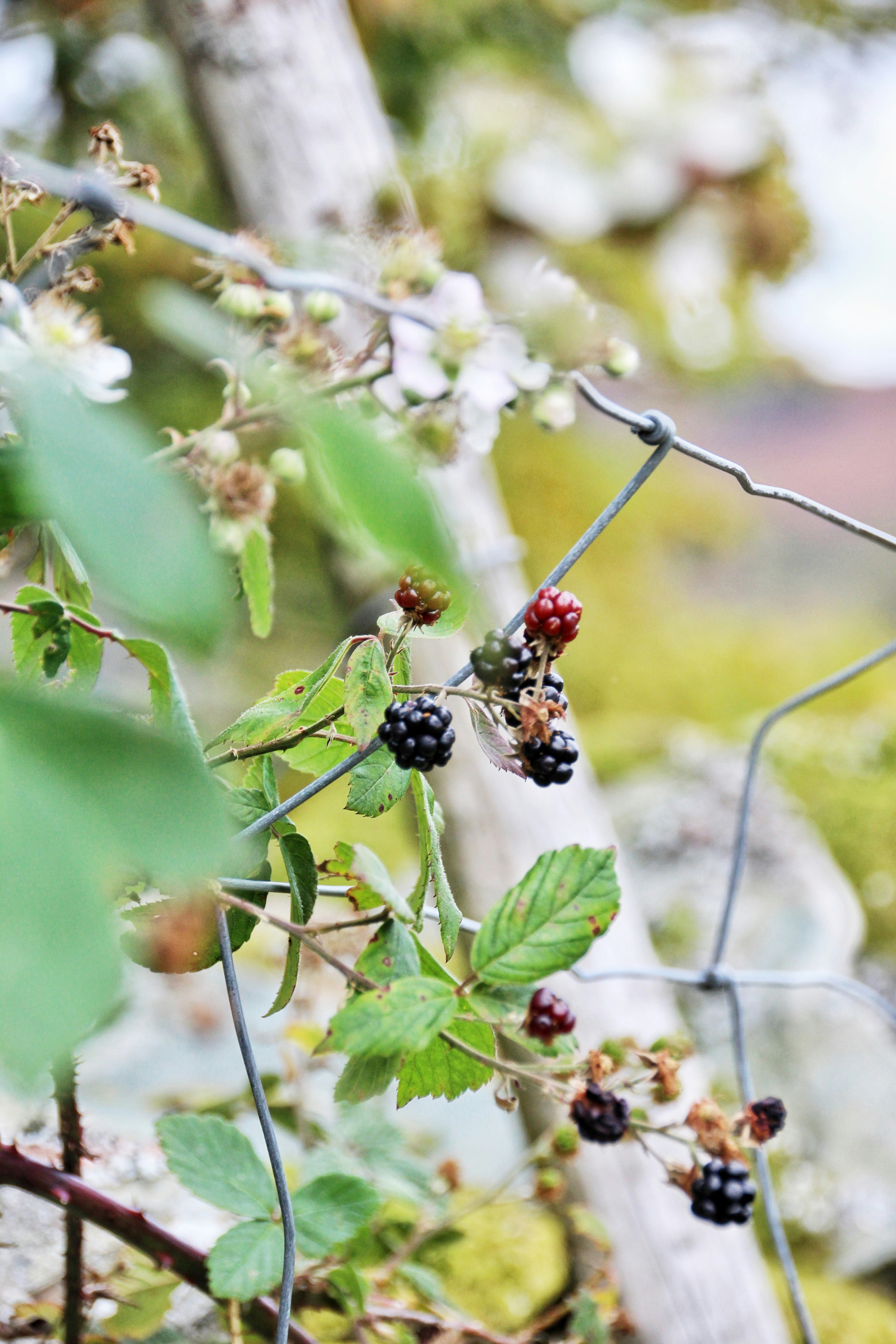mariquita roja y negra en flor blanca durante el día