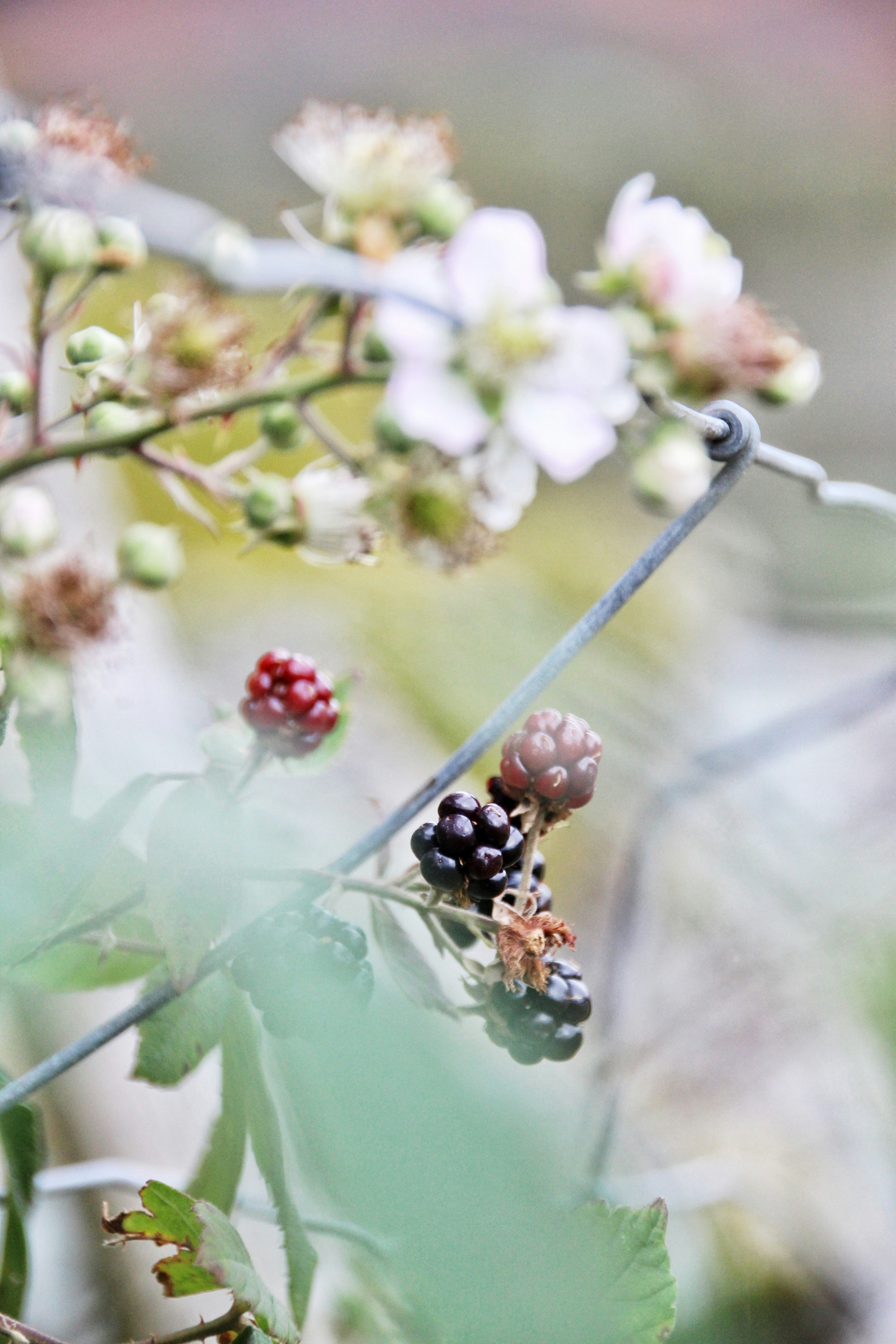 flores blancas y rojas en una valla de acero gris