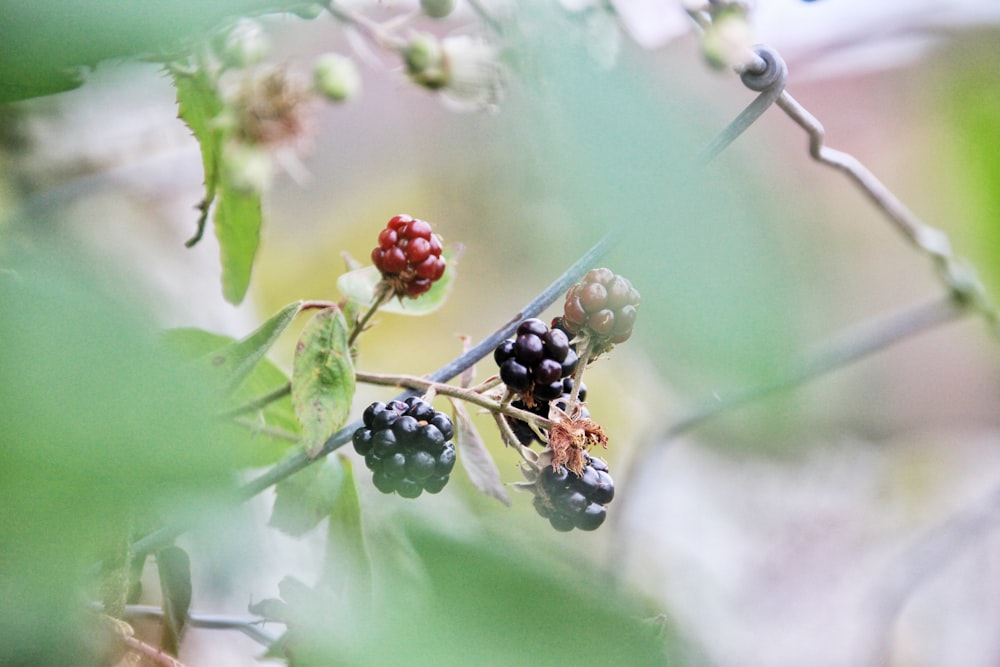 black and red ladybug on white flower buds in macro lens photography