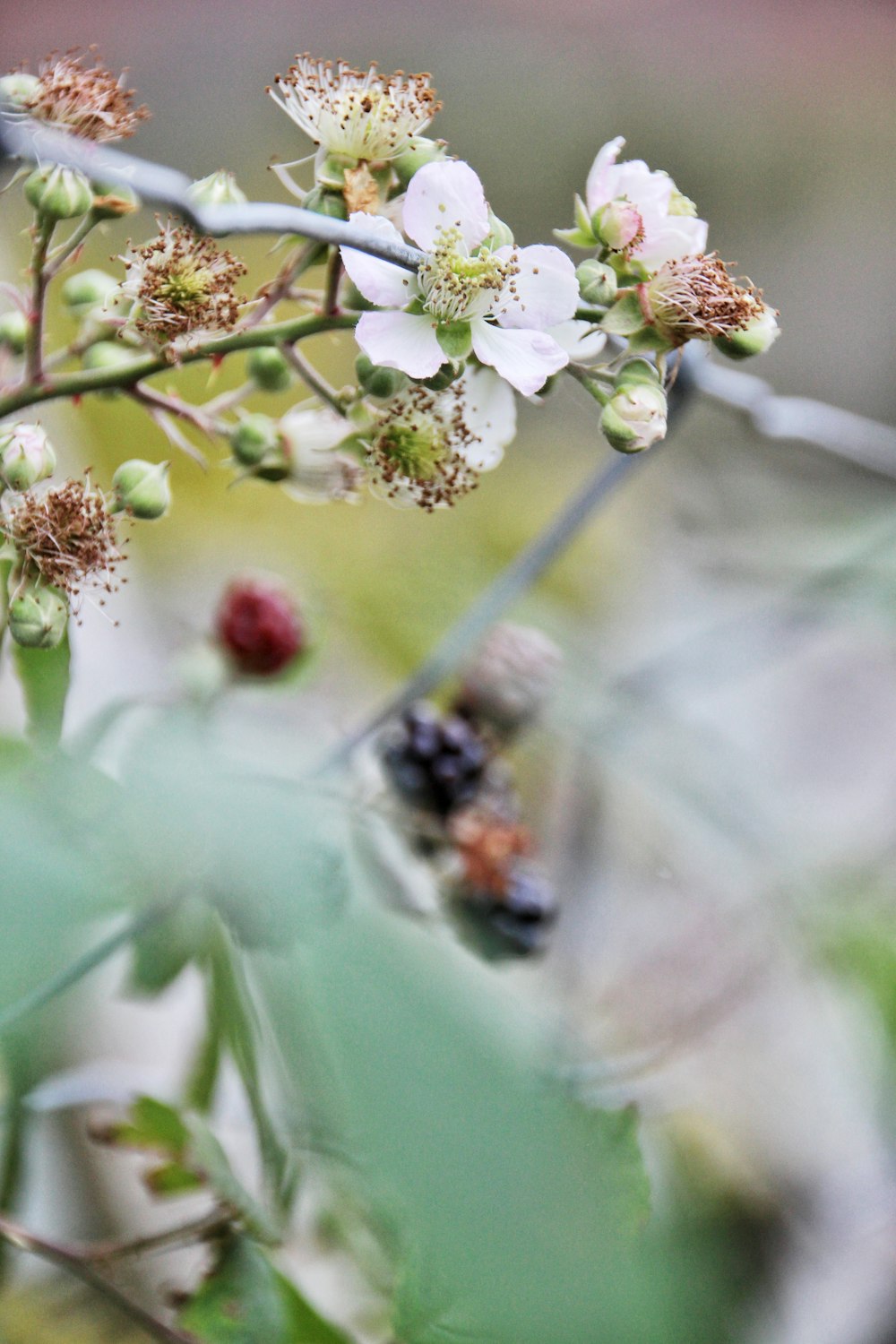 a close up of a flower with a blurry background