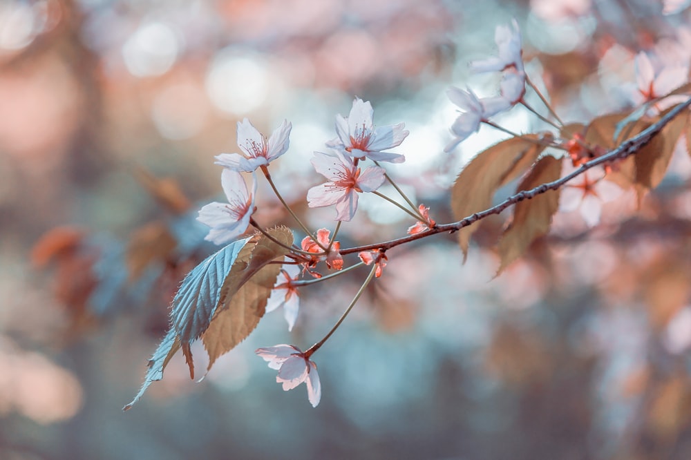 white and pink cherry blossom in close up photography