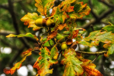 Vibrant oak tree branches display an array of colorful foliage, with leaves transitioning in hues from green to golden yellow and deep orange. Acorns, some with caps intact, are nestled among the leaves, indicating the onset of autumn.