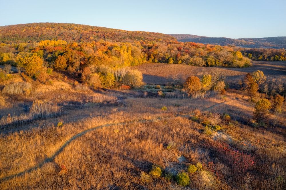 campo di erba verde durante il giorno