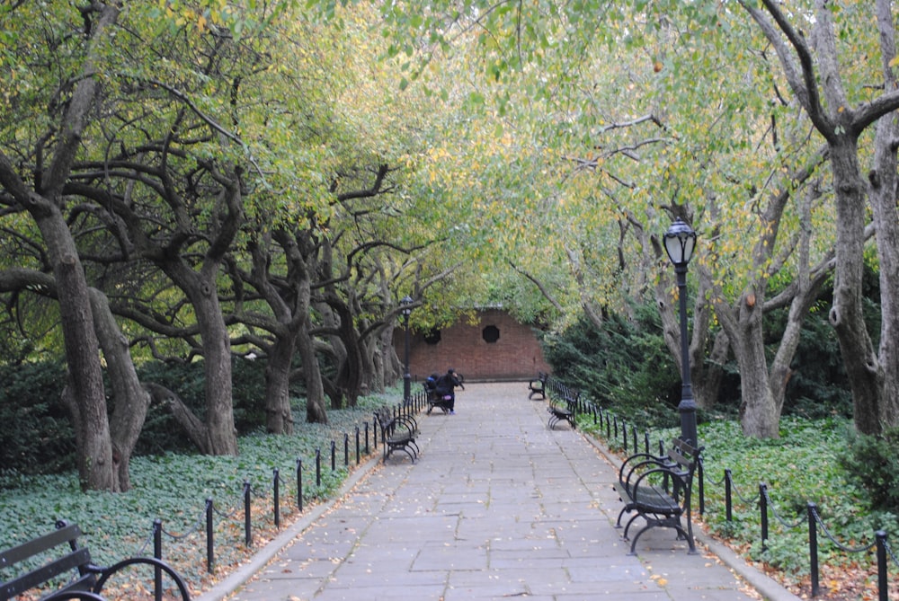 brown wooden pathway between green trees during daytime