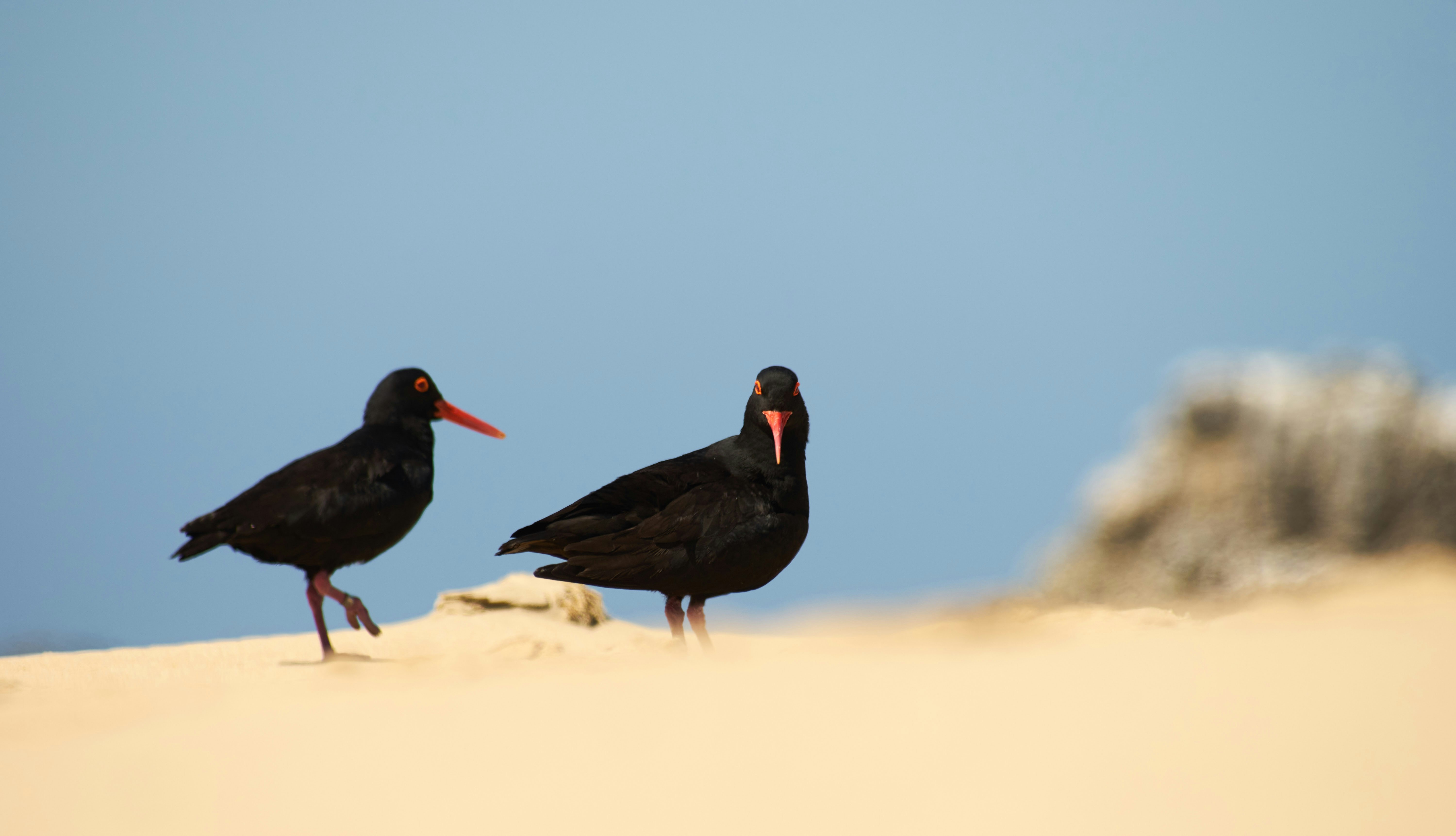 Photo by wolfgang_hasselmann