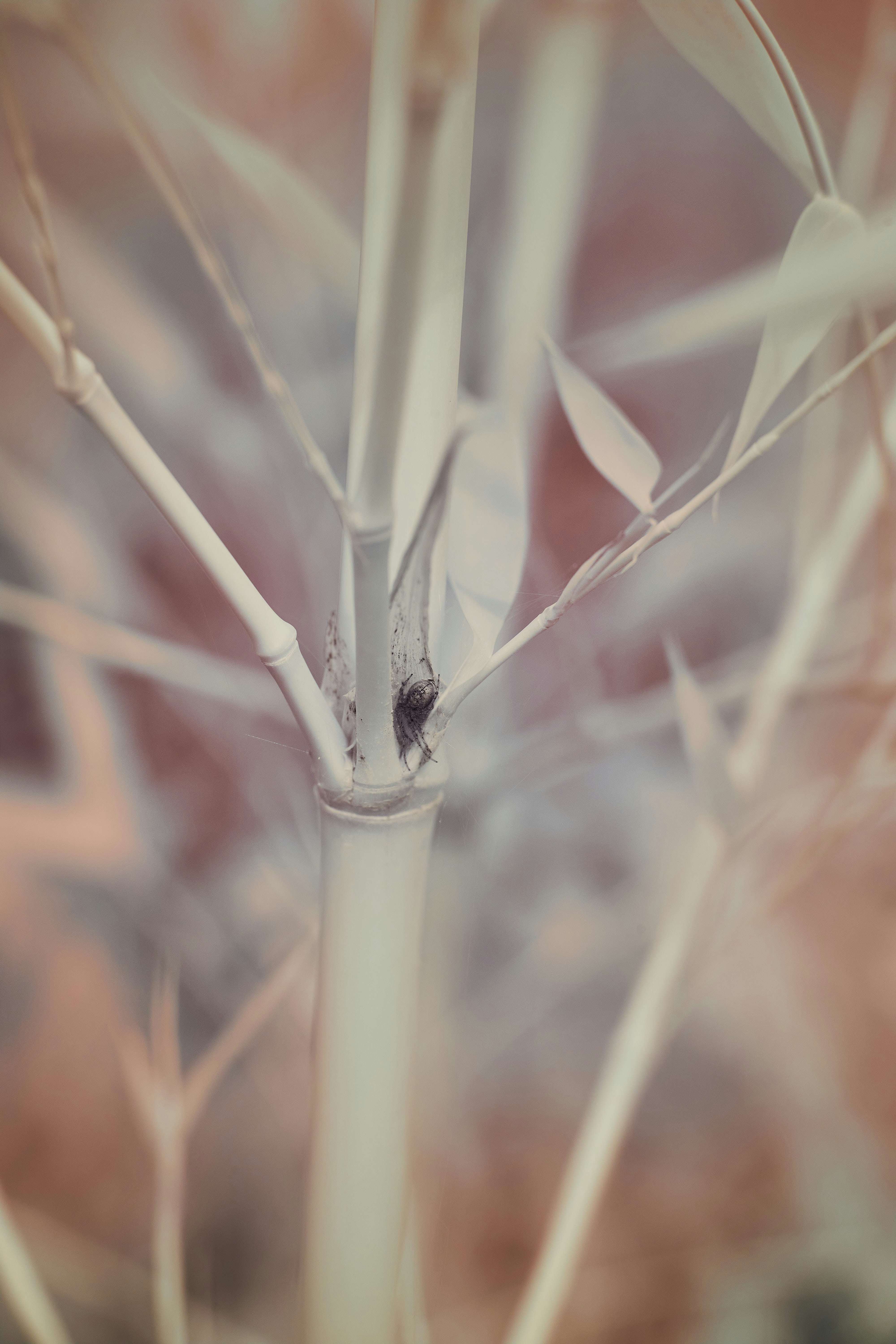 Photo by wolfgang_hasselmann