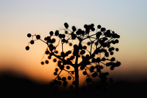 silhouette of plant during sunset