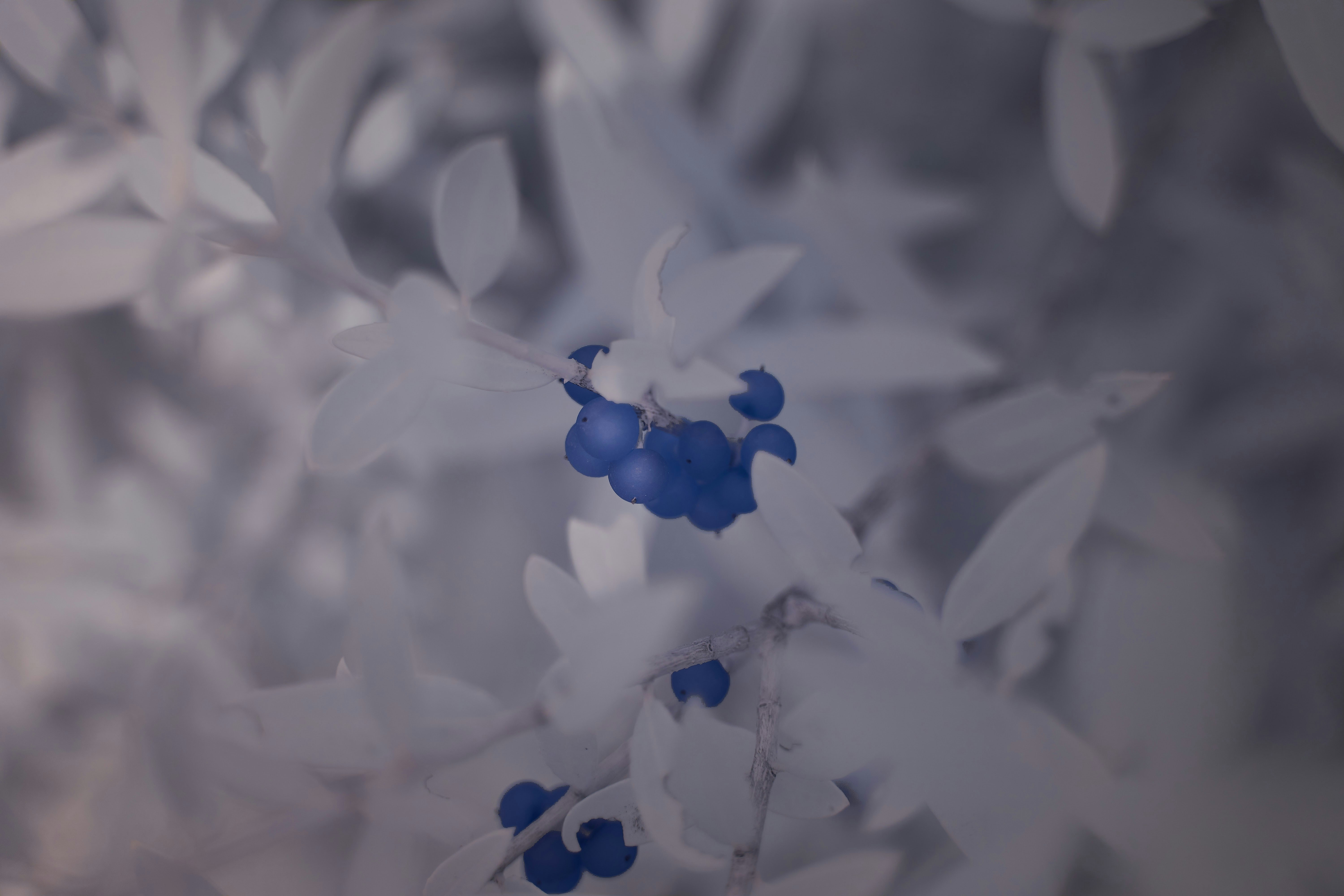 Photo by wolfgang_hasselmann