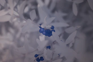 A cluster of Blueberry Lemonade flowers with bright citrus-yellow pistils contrasting deep berry tones.