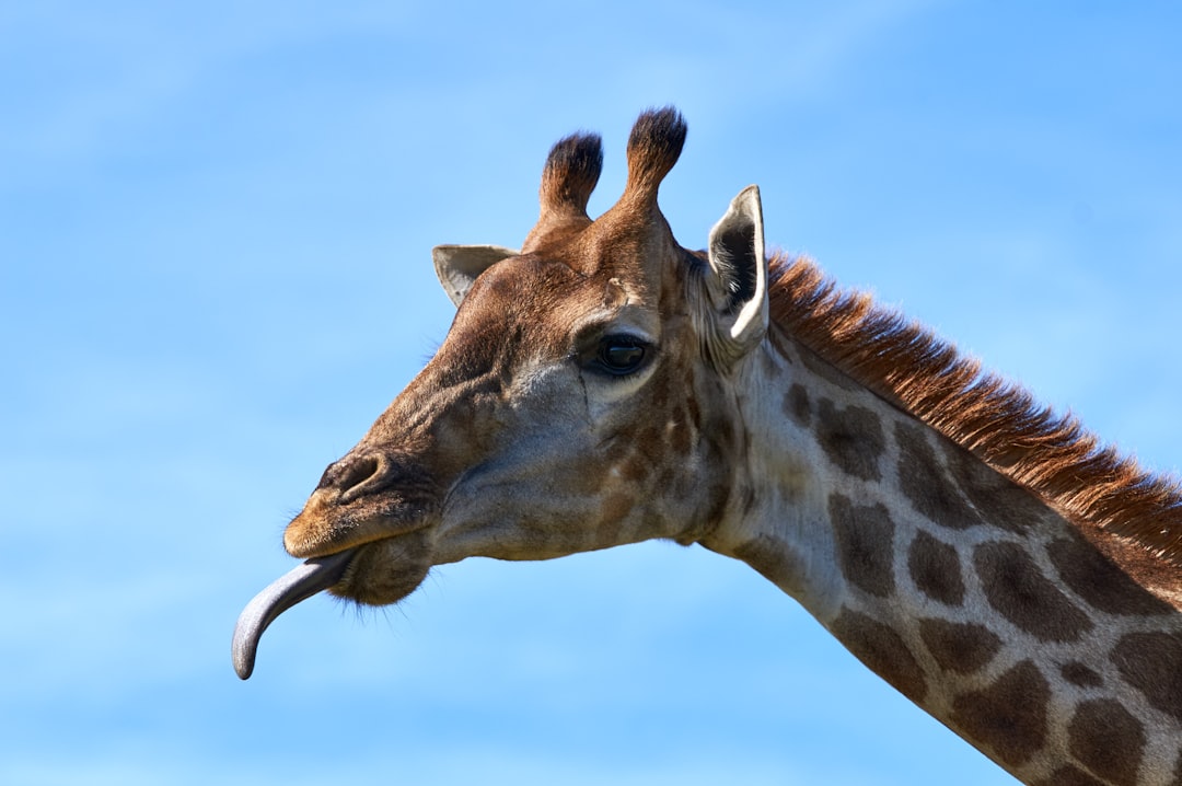 brown giraffe under blue sky during daytime