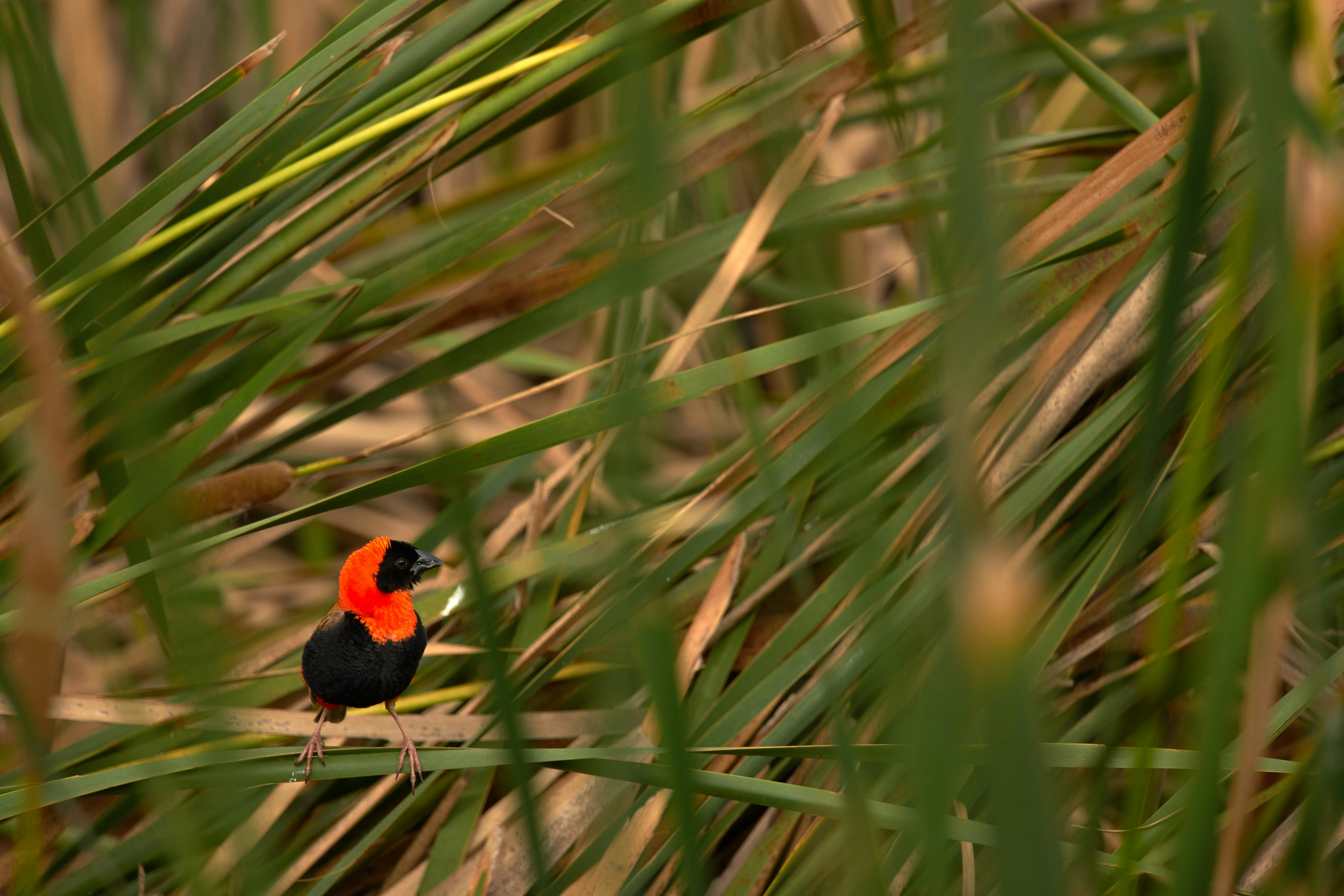 Photo by wolfgang_hasselmann