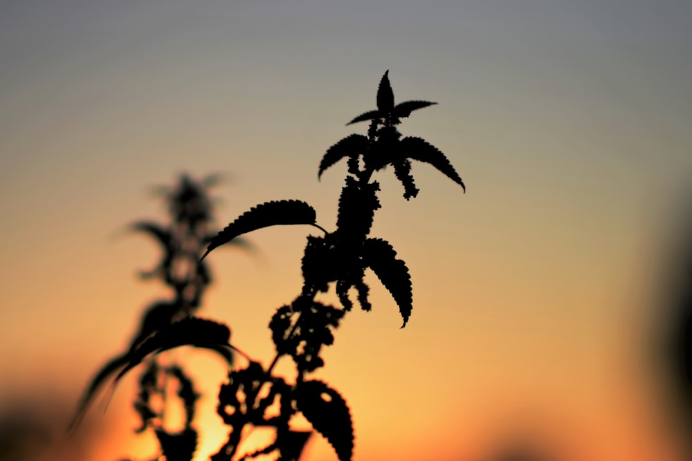 the silhouette of a plant against a sunset
