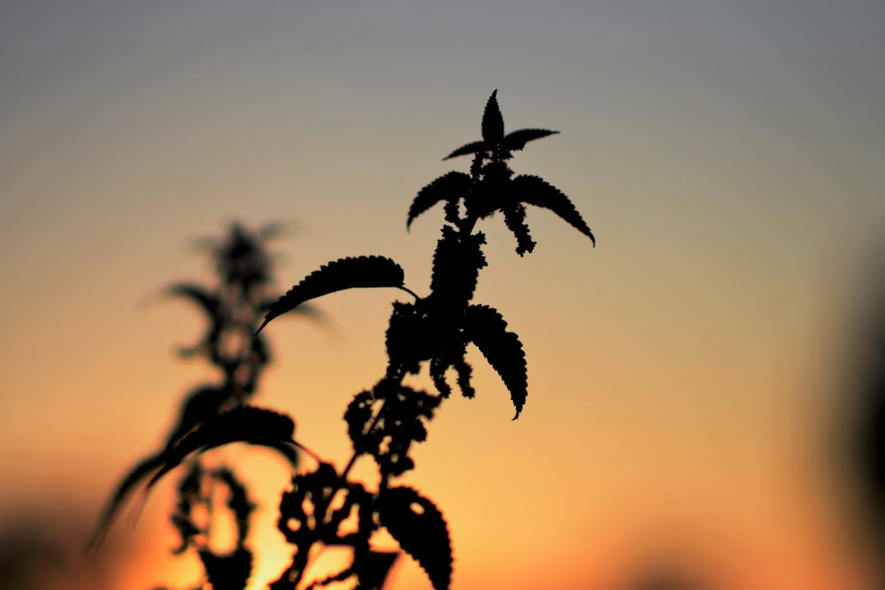 La silhouette di una pianta contro un tramonto