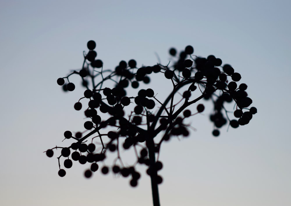 a close up of a tree with berries on it