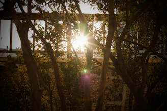 Sunlight filtering through trees onto a row of finished wooden sculptures displayed on rustic stands.