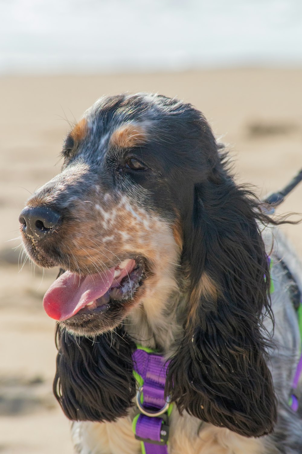 black and brown long coated dog