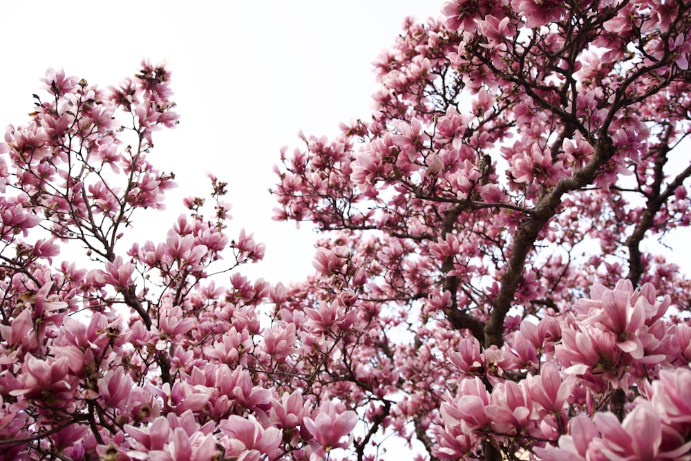 pink cherry blossom tree during daytime