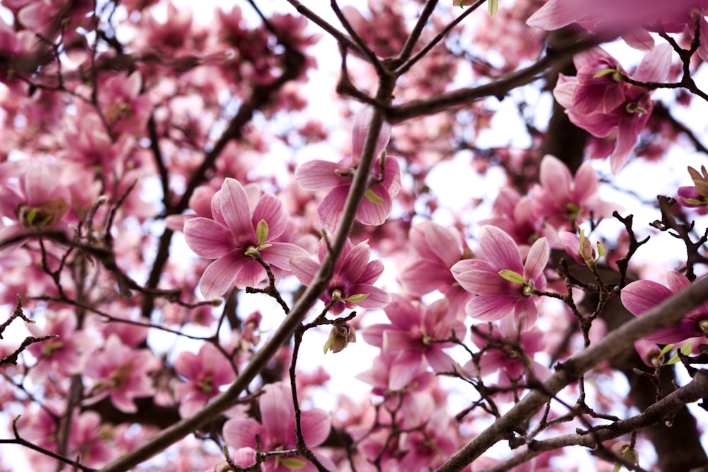 pink cherry blossom in bloom during daytime