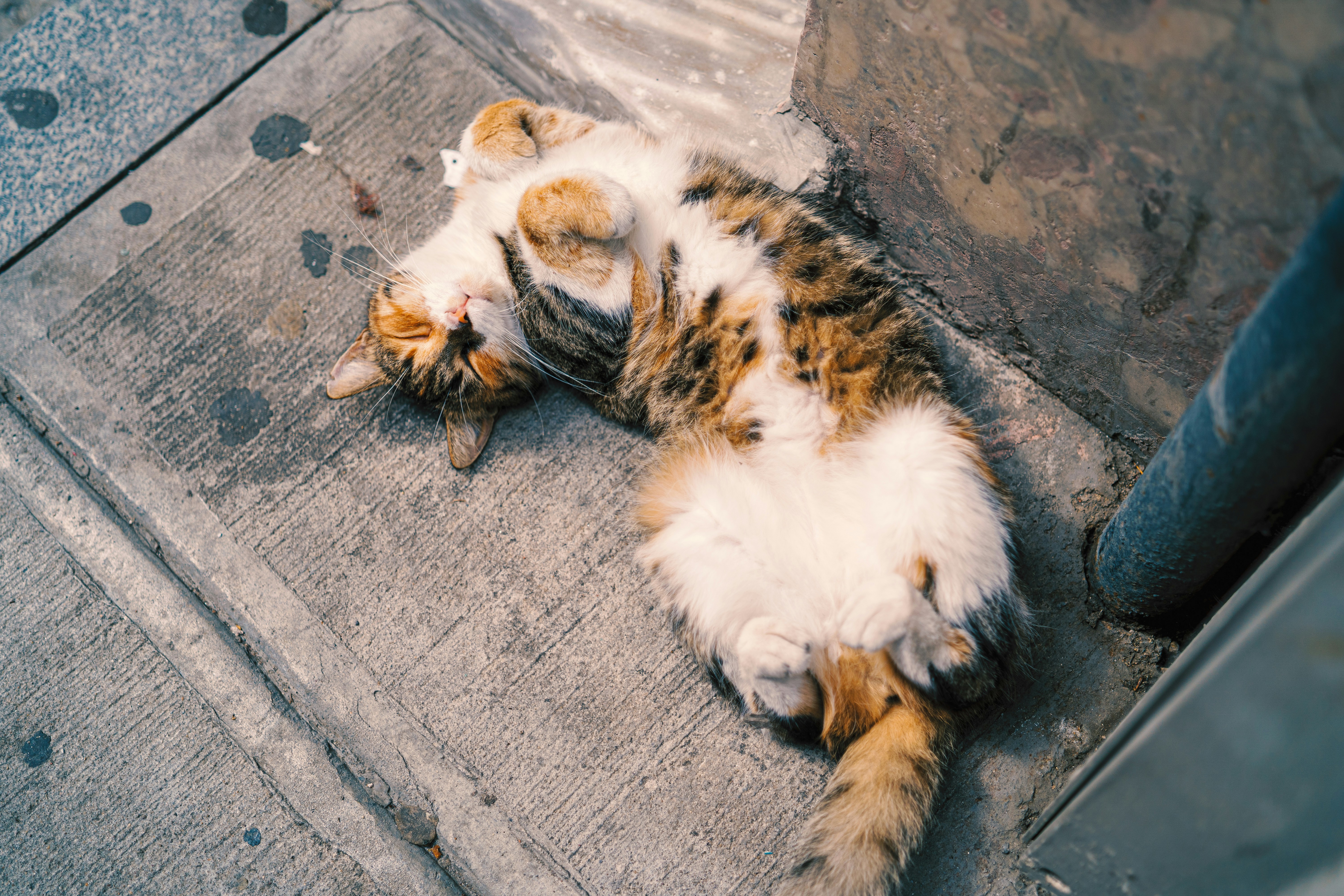 White and brown cat lying on gray concrete floor photo – Free Cat Image ...