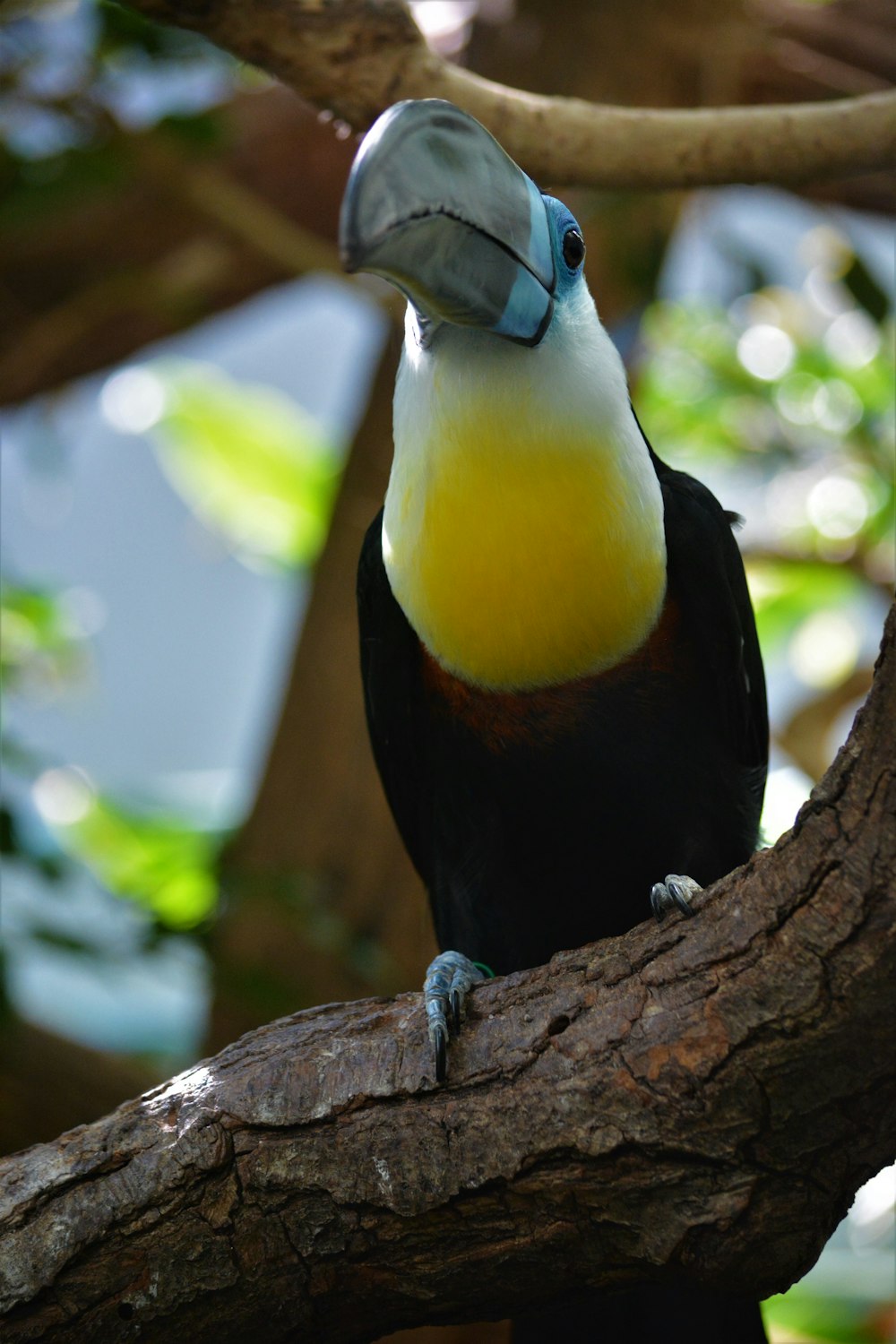 black yellow and white bird on brown tree branch