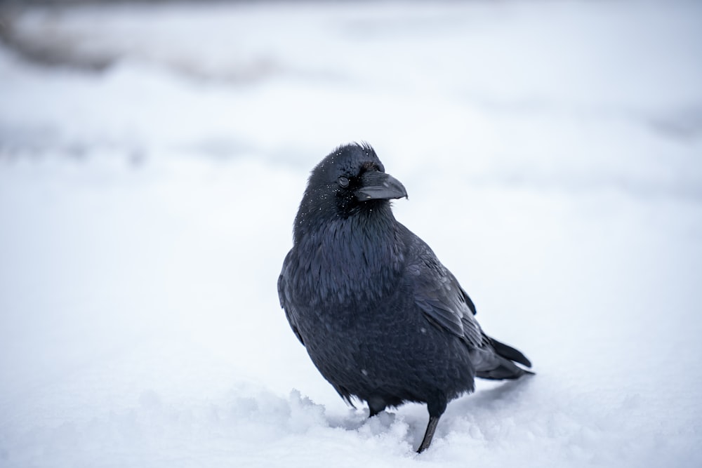 black bird on white snow