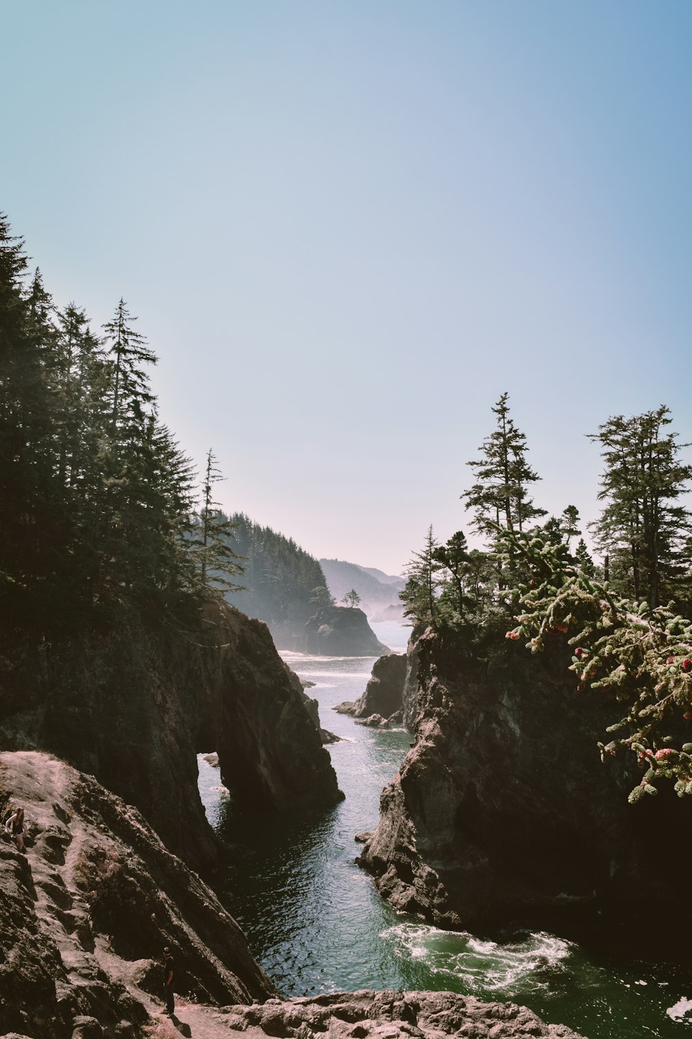 green trees near body of water during daytime