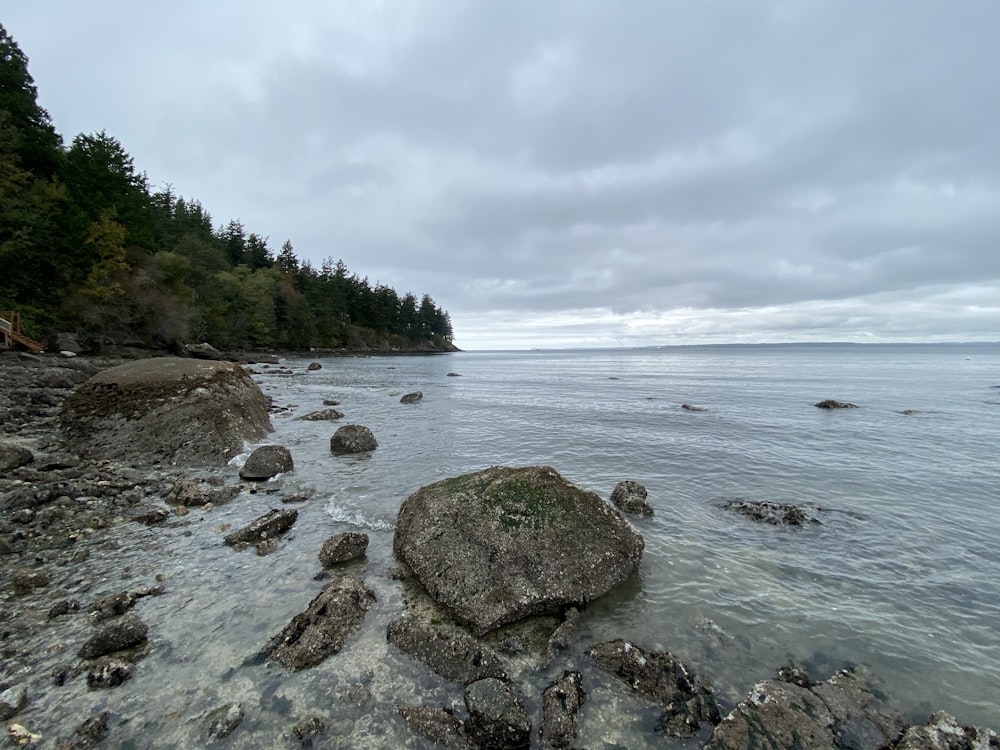 green moss on brown rock near body of water during daytime