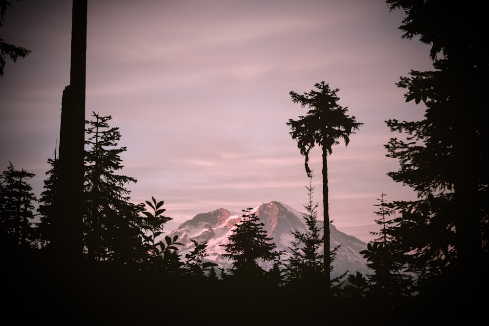 silhouette of trees near snow covered mountain during daytime