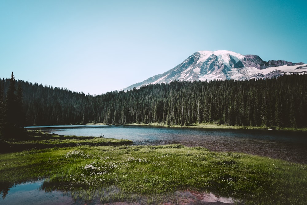 green pine trees near snow covered mountain during daytime