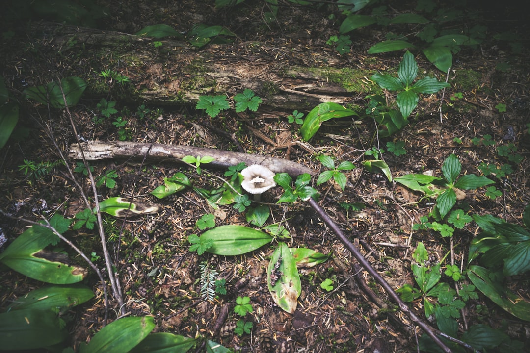 green plant on brown soil