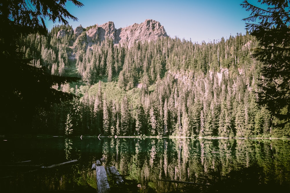 green trees near lake during daytime