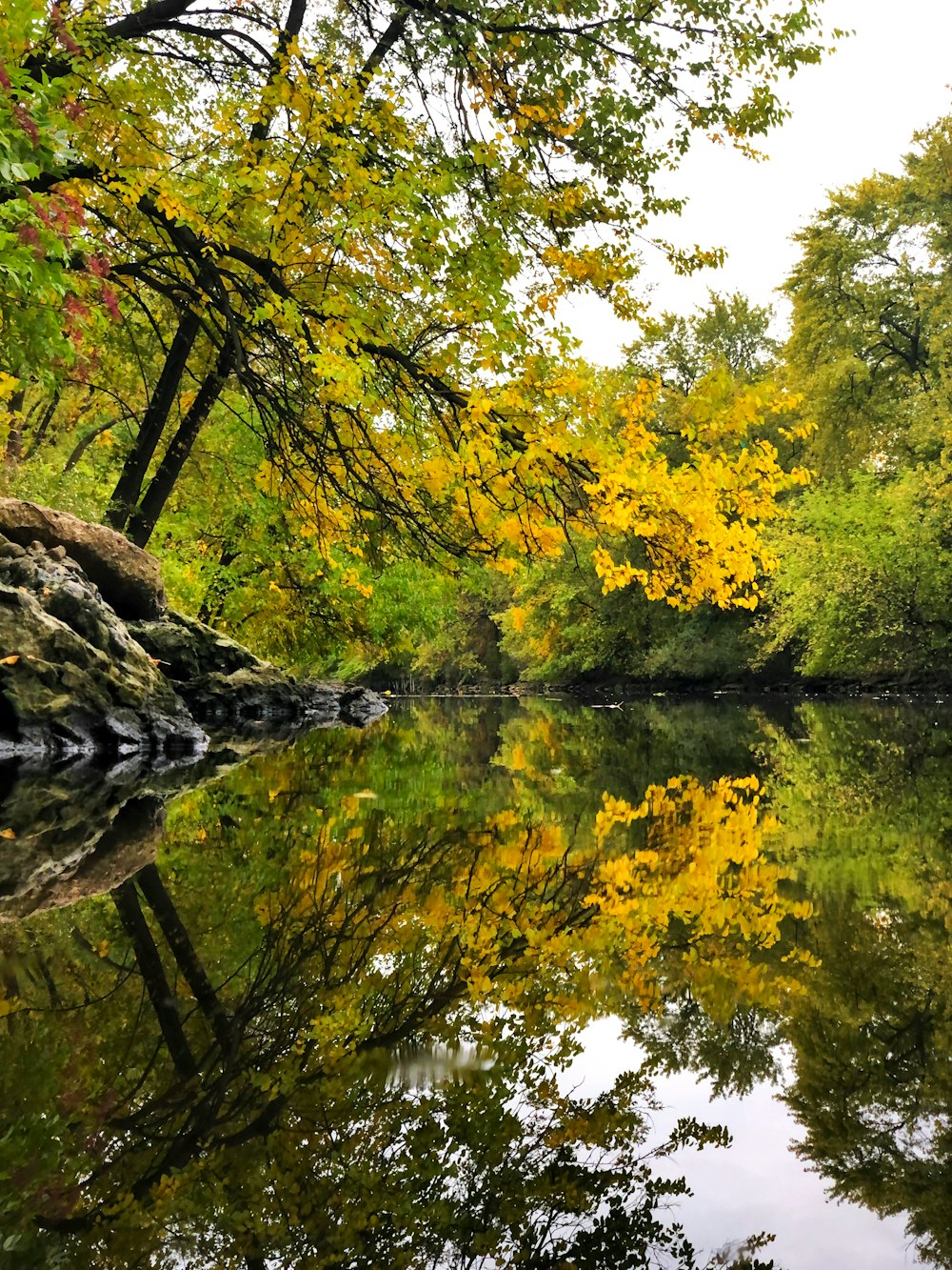 arbres verts au bord du lac pendant la journée