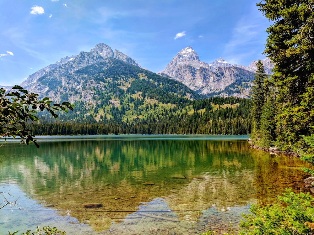 Grüne Bäume in der Nähe von See und Berg tagsüber unter blauem Himmel