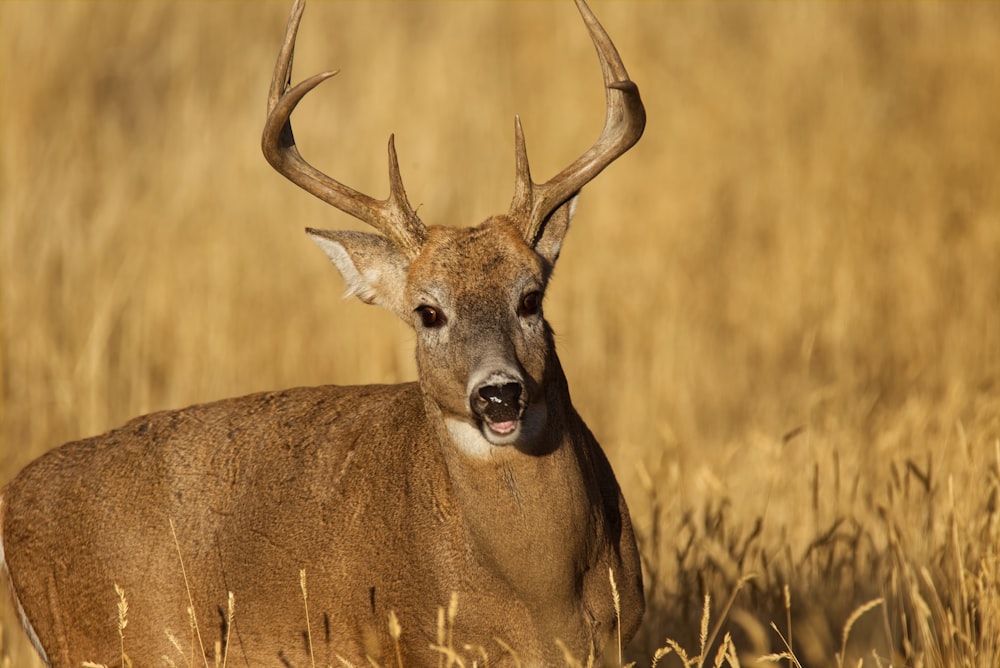 brown deer on brown grass field during daytime