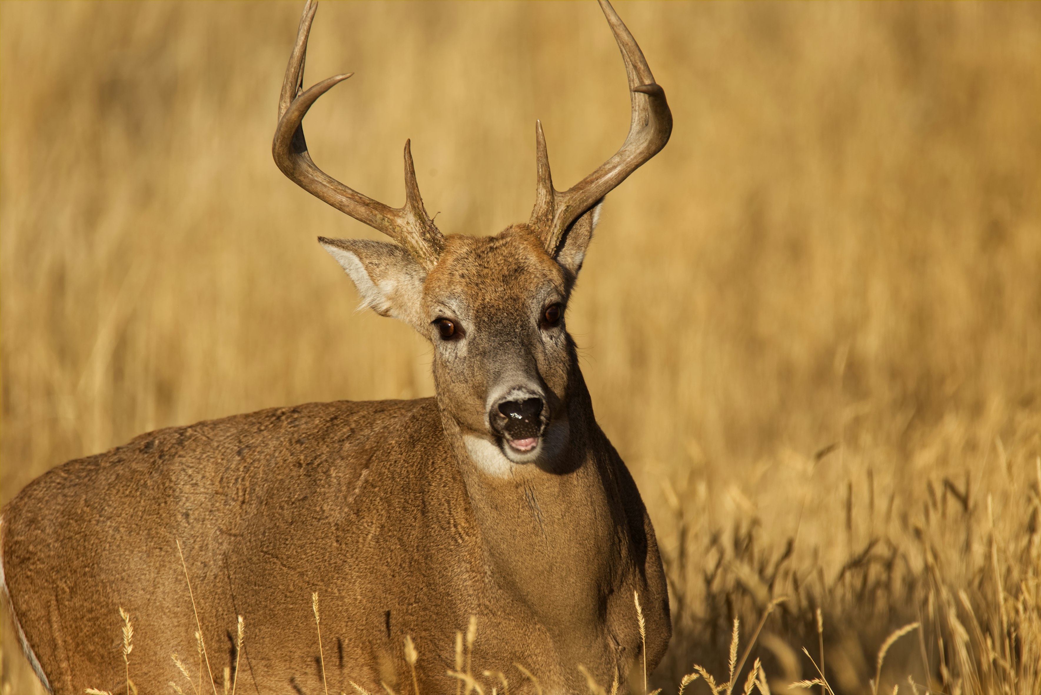Does Culling Wild Deer Populations Result in Improved Antler Genetics?
