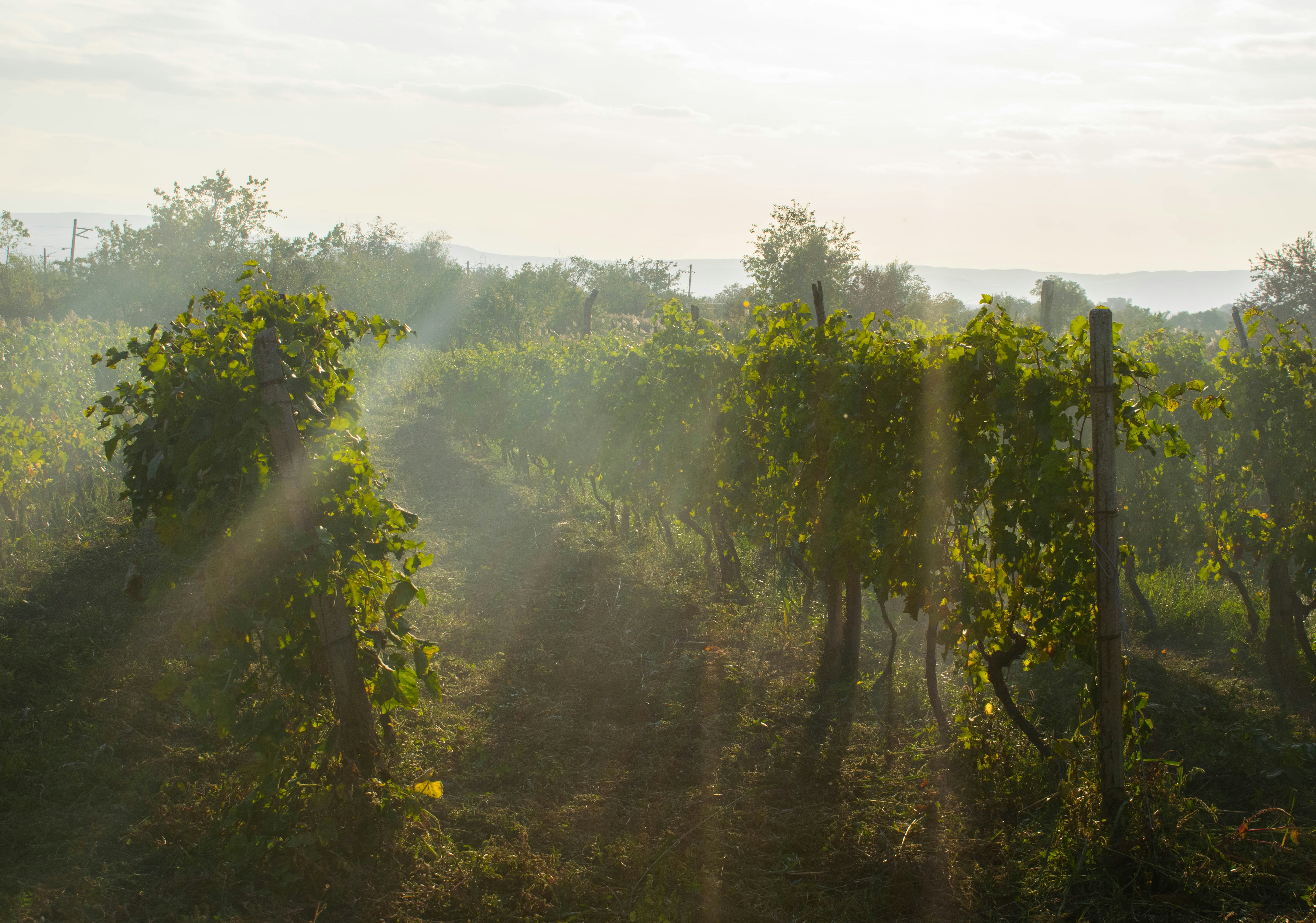 green trees under white sky during daytime, golden hour through the vineyard 🍇