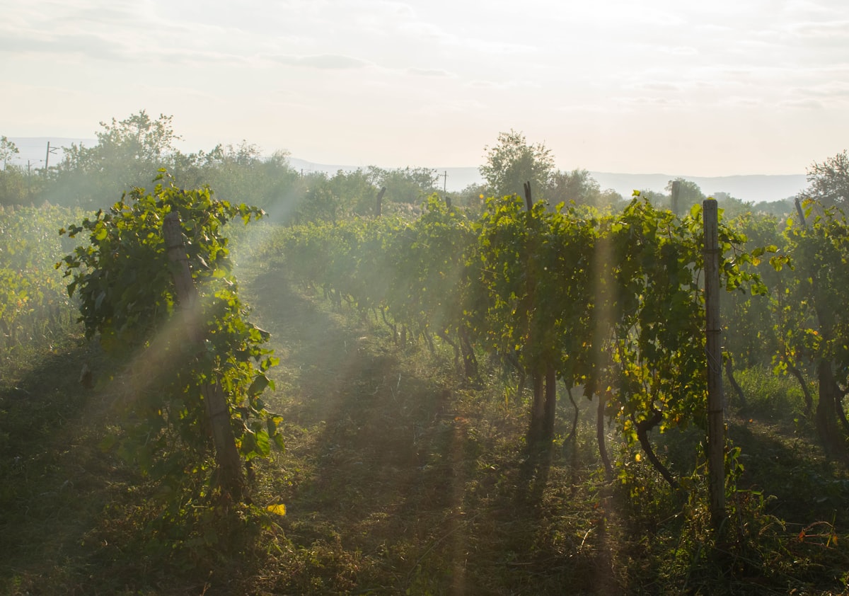 Vineyard rows in morning light